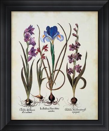Framed Gladiolus Iris Print