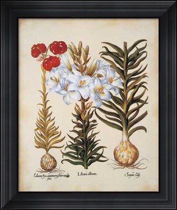 Framed Lilium Scapus II Print