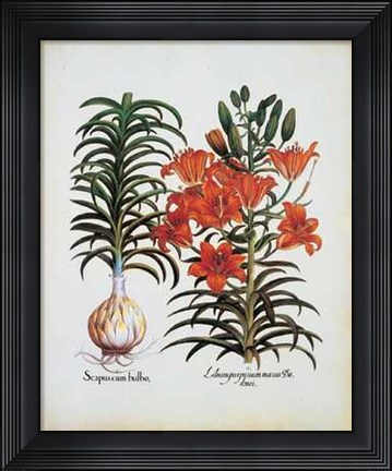 Framed Lilium Scapus I Print