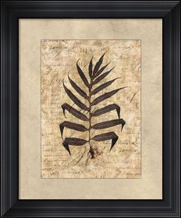 Framed Fern II Print