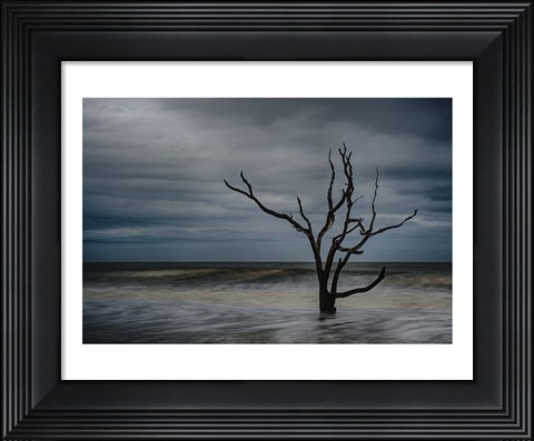 Framed Tree on Botany Bay Print