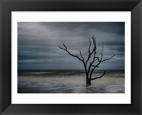 Framed Tree on Botany Bay Print