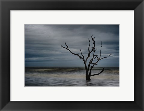 Framed Tree on Botany Bay Print