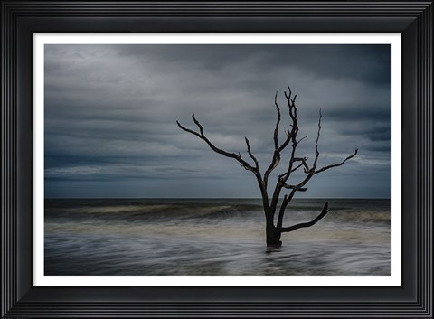 Framed Tree on Botany Bay Print