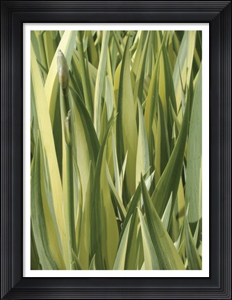 Framed Verigation 1 Print