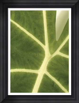 Framed Tropical Veins Print