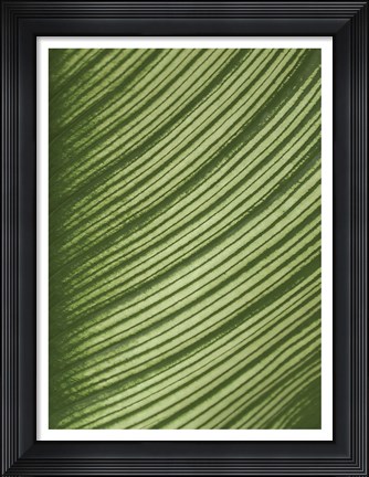 Framed Cannis Veins Print