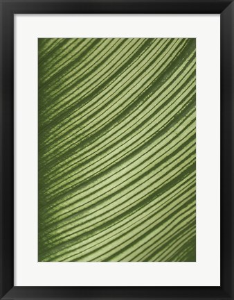 Framed Cannis Veins Print