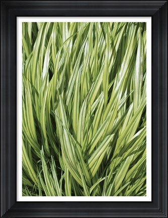 Framed Verigation 2 Print