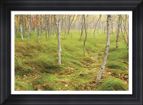 Framed Tall Grasses Print