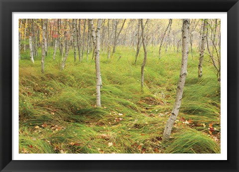 Framed Tall Grasses Print