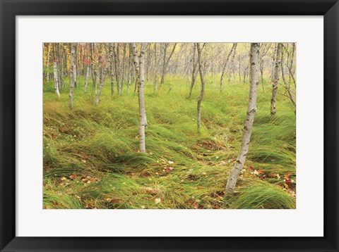 Framed Tall Grasses Print