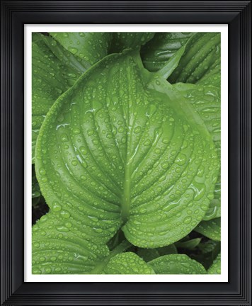 Framed After the Rain 2025 Print