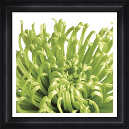 Framed Green Bloom 5 (detail) Print
