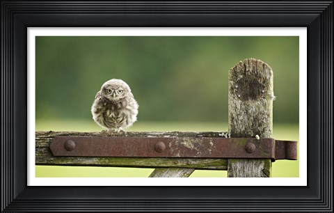 Framed Fuzzball Print