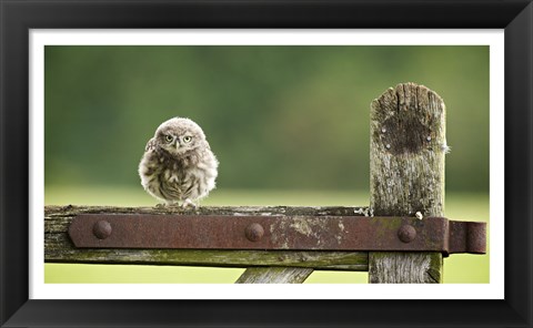 Framed Fuzzball Print