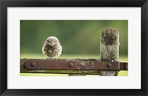 Framed Fuzzball Print