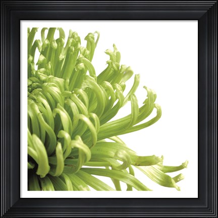 Framed Green Bloom 2 (detail) Print