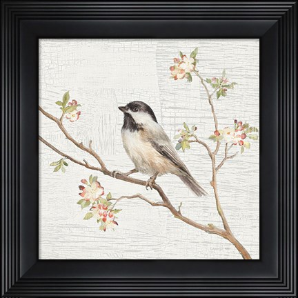 Framed Black Capped Chickadee Vintage Print