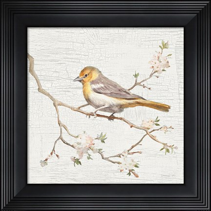 Framed Northern Oriole Vintage Print
