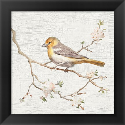 Framed Northern Oriole Vintage Print