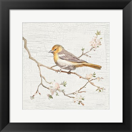 Framed Northern Oriole Vintage Print