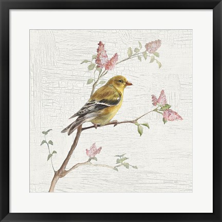 Framed Female Goldfinch Vintage Print