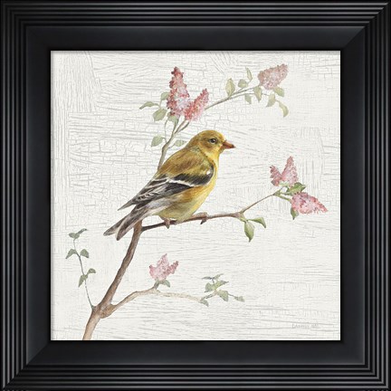 Framed Female Goldfinch Vintage Print