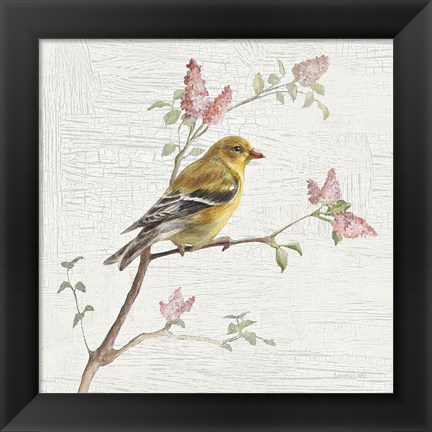 Framed Female Goldfinch Vintage Print