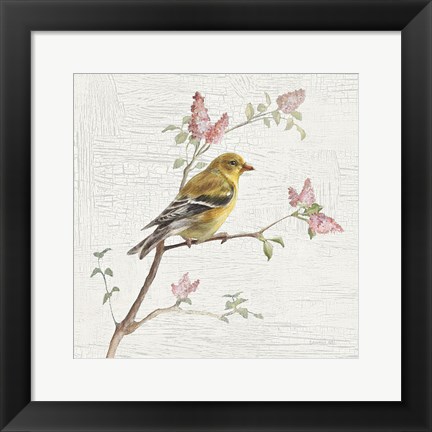 Framed Female Goldfinch Vintage Print