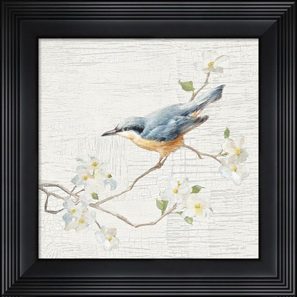 Framed Nuthatch Vintage Print