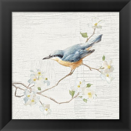 Framed Nuthatch Vintage Print