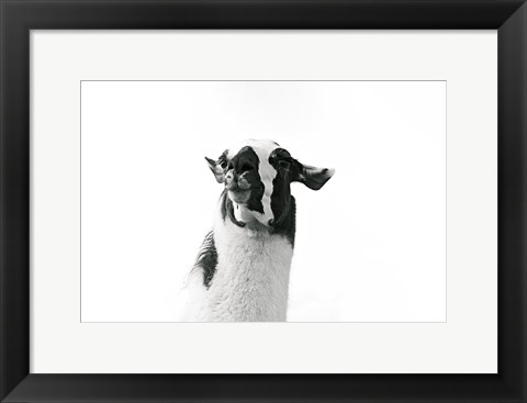 Framed Lovable Llama I Print