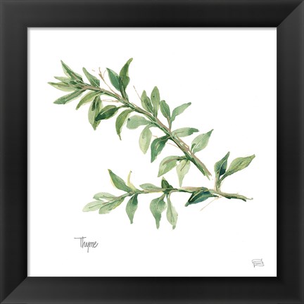 Framed Thyme Print