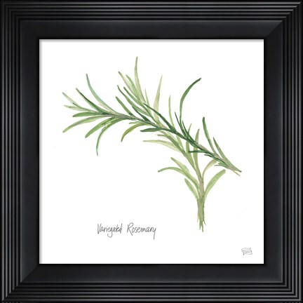 Framed Variegated Rosemary Print