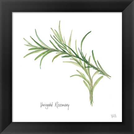 Framed Variegated Rosemary Print