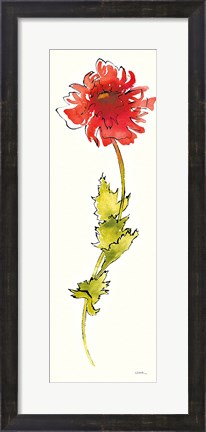 Framed Peony Form Poppies II Print