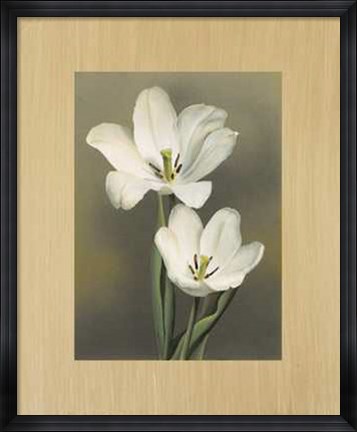 Framed Tulipani Print
