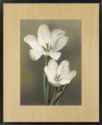 Framed Tulipani Print