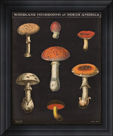 Framed Mushroom Chart III Print