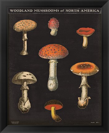 Framed Mushroom Chart III Print