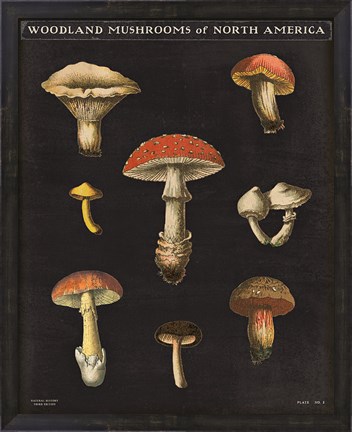 Framed Mushroom Chart II Print