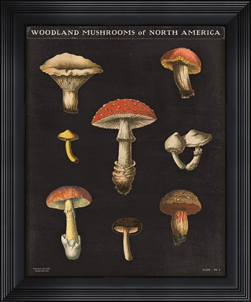 Framed Mushroom Chart II Print
