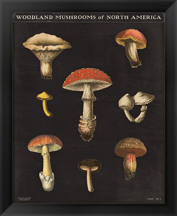 Framed Mushroom Chart II Print