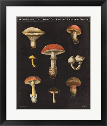 Framed Mushroom Chart II Print