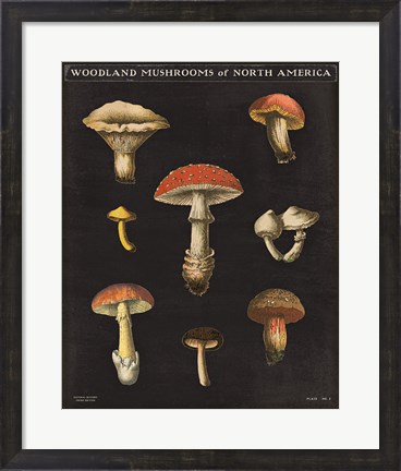 Framed Mushroom Chart II Print