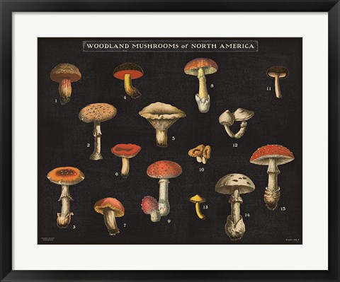 Framed Mushroom Chart I Print