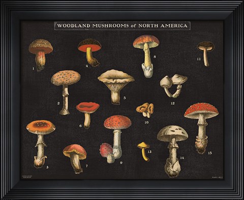 Framed Mushroom Chart I Print