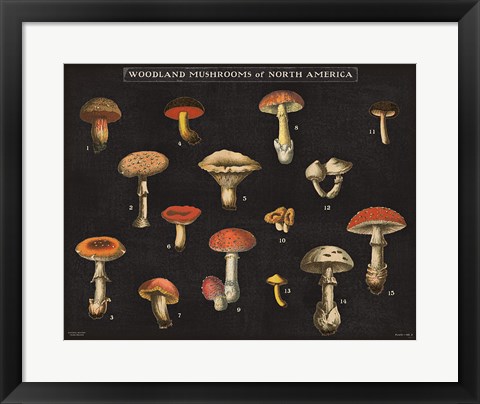 Framed Mushroom Chart I Print