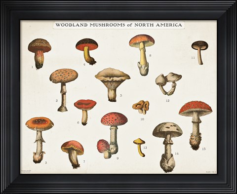 Framed Mushroom Chart I light Print